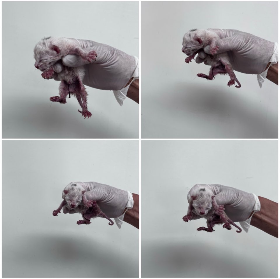 천안시유기동물보호소_444449202301254